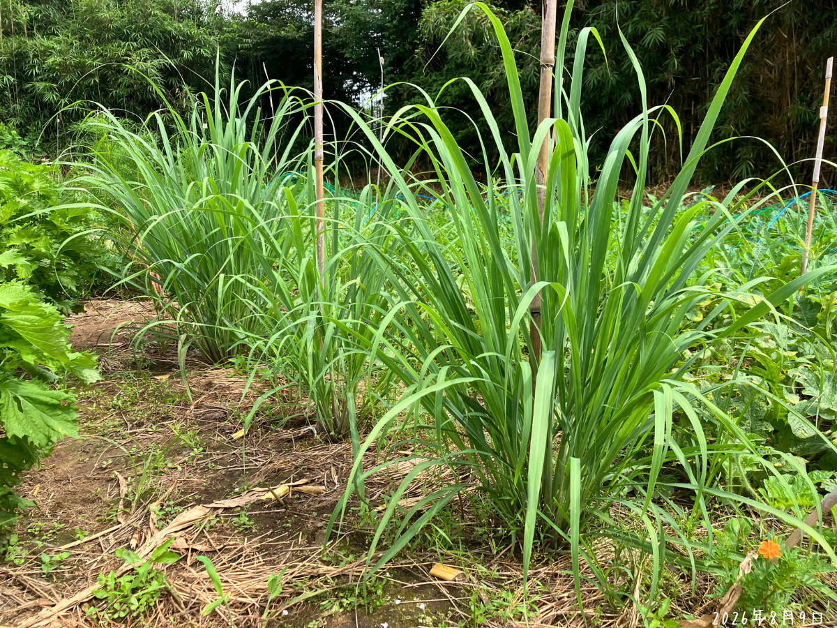 畑で大きく育ったレモングラス3株 畑に3株並べて植えたレモングラスが大きく葉を広げている様子