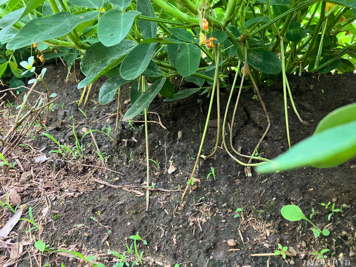 落花生の株元から長く伸びた子房柄が土の表面近くまで下がっている様子