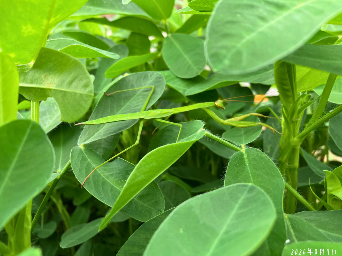 落花生の緑の葉の間にカマキリがいる様子