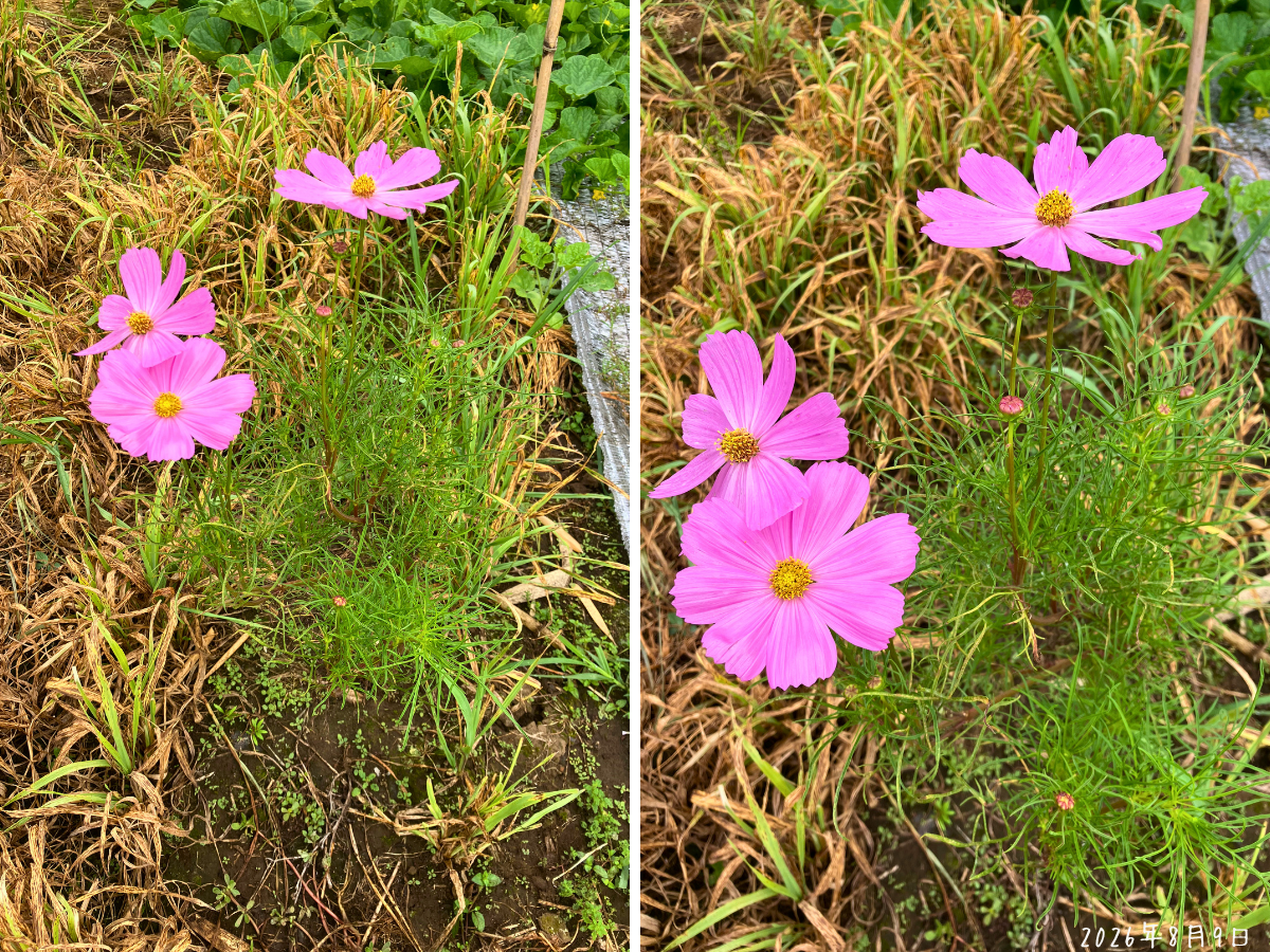 7月18日に土へ挿したコスモスの折れ枝に8月9日ピンクの花が3輪咲いている様子