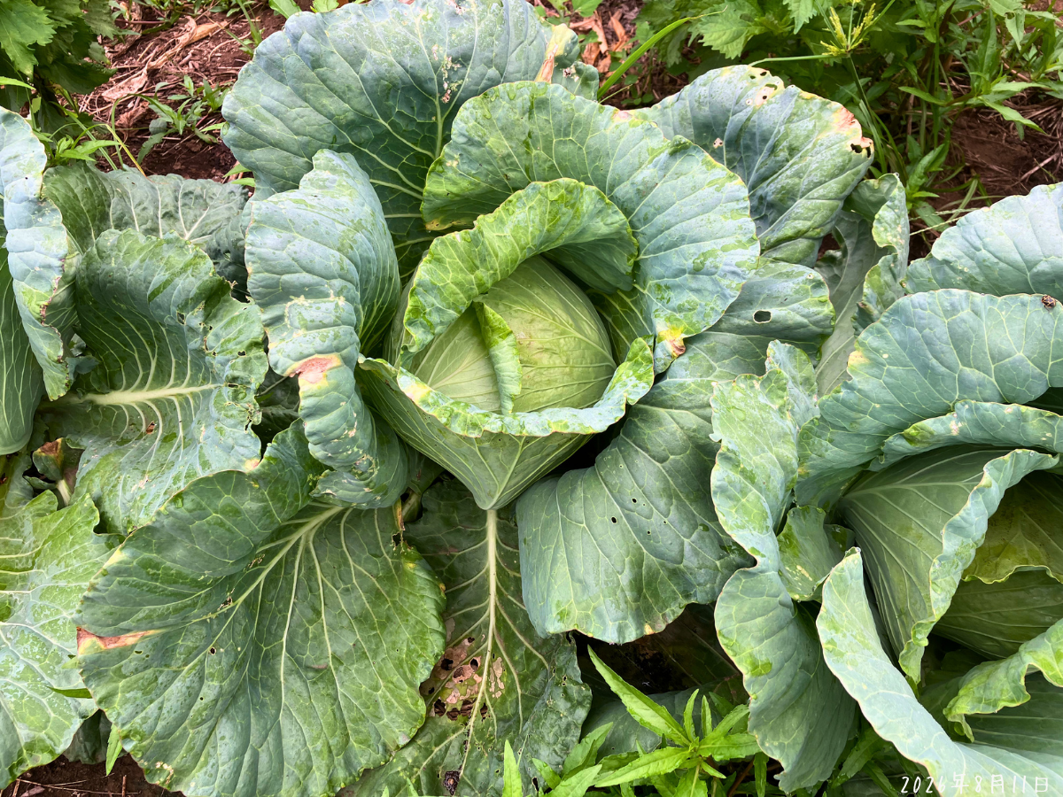 大きく広がった外葉の中心に玉ができた初収穫前のキャベツ