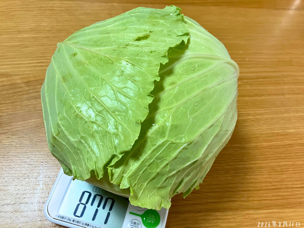 初収穫したキャベツを量り877gと表示されている様子