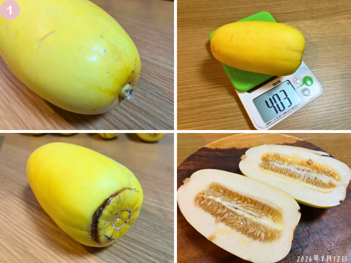 黄金まくわうり①403gのひび・重さ・断面 403gの黄金まくわうりの底面のひび、重さ、切った断面