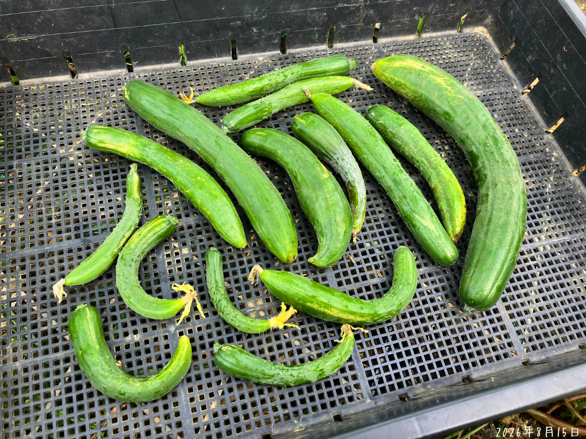 3月まききゅうりの最後の収穫 片付け前に収穫した大小さまざまなきゅうりを並べた様子