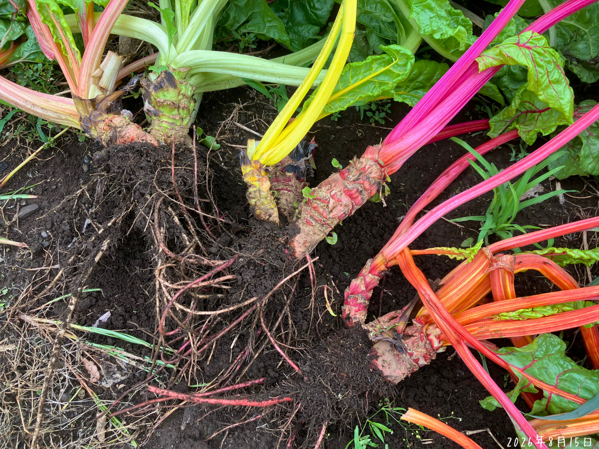 片付け時の地植えスイスチャードの株元と根 スイスチャードの根と、外葉を収穫してきた跡が重なる太い株元