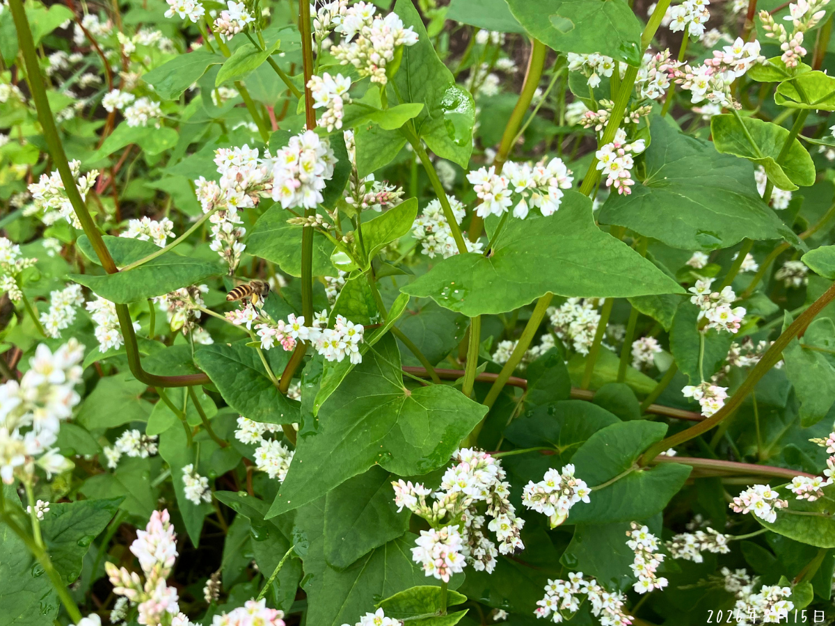 そばの花に来たミツバチ 白いそばの花に1匹のミツバチが止まっている様子