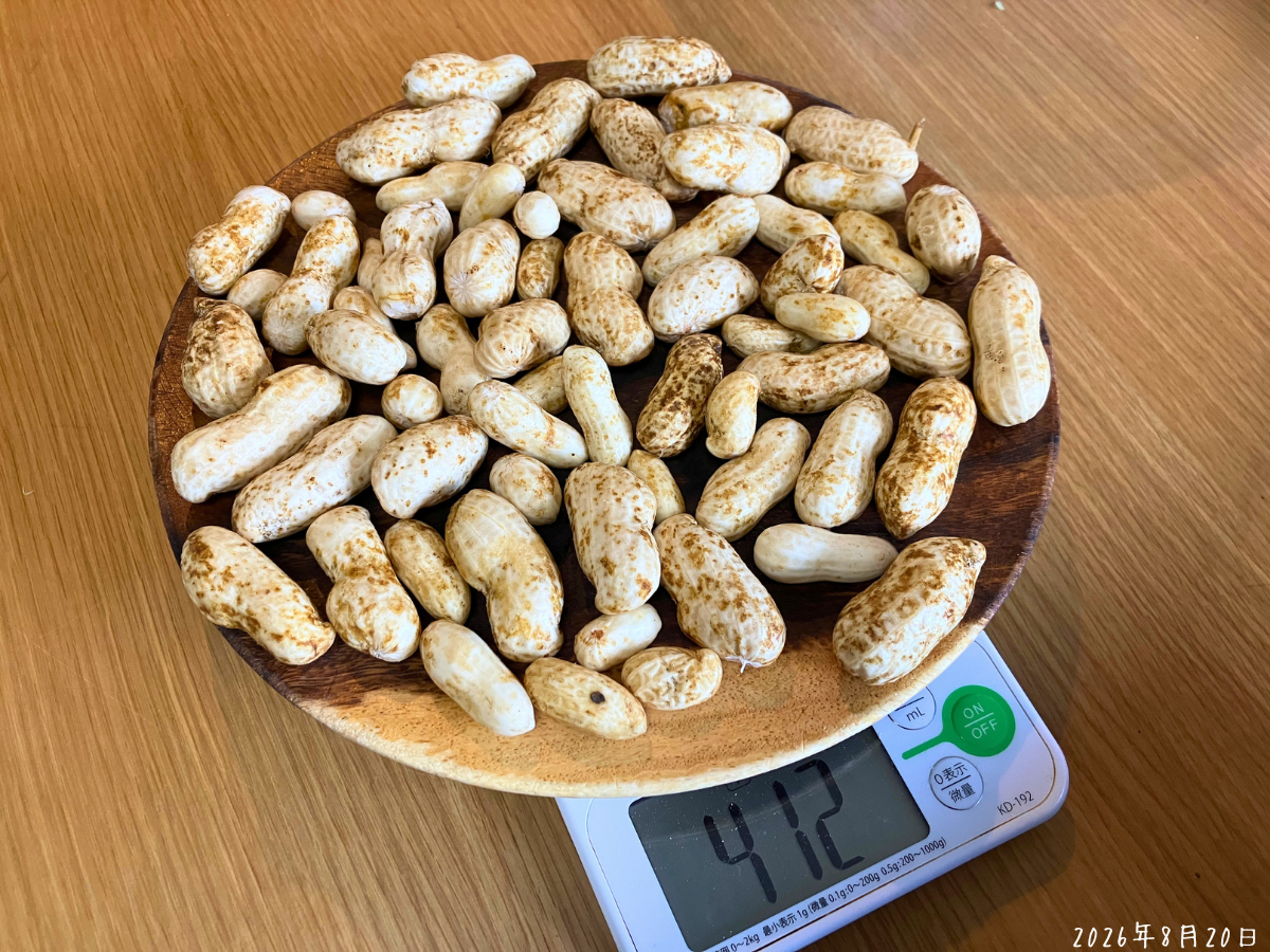 試し掘りしたおおまさりネオ472g 試し掘りしたおおまさりネオの中程度以上のさやを計量し472gを示している様子