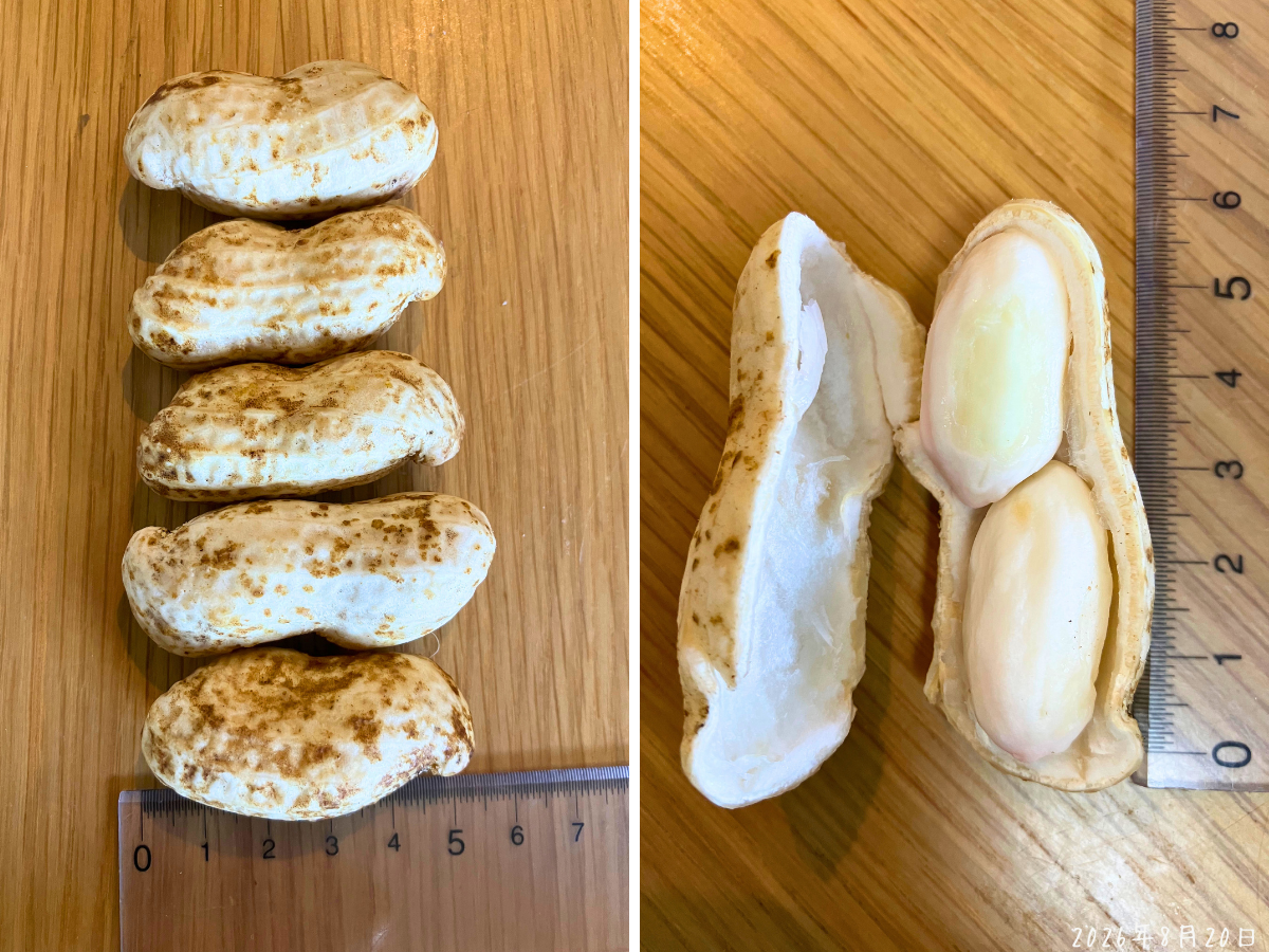 大きめのおおまさりネオのさや5個を定規と並べ、割ったさやに2粒の豆が入っている様子