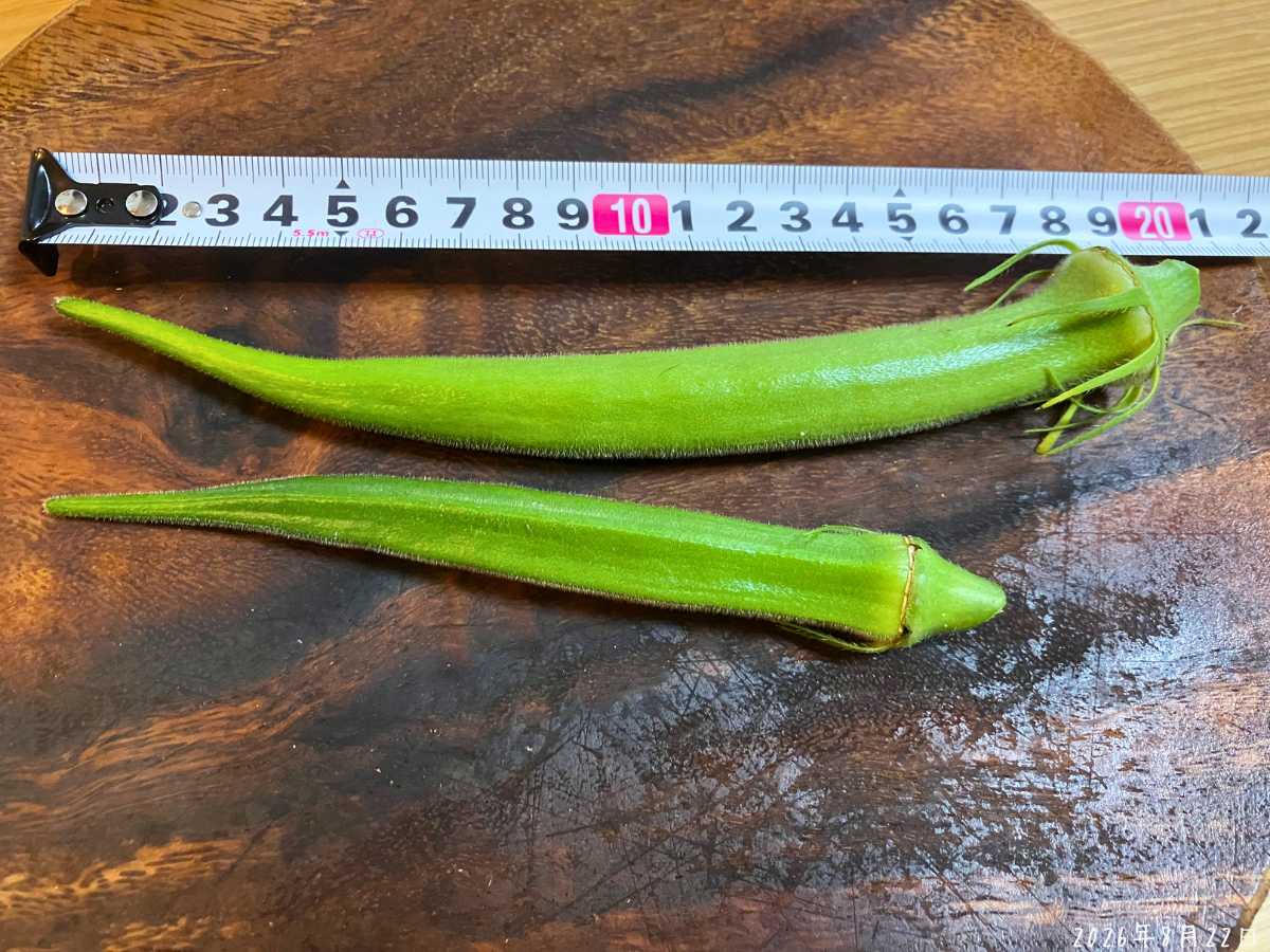 上の丸オクラが約20cm、下の五角オクラが約15cmの大きさ