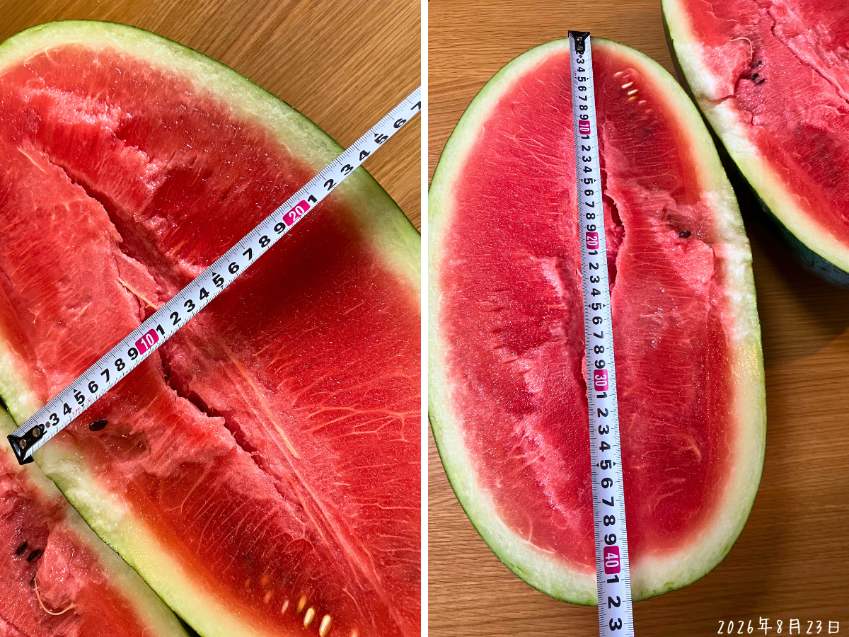 枕形の大玉スイカは長さ約40cm、幅約23cm 縦長の枕形をした大玉スイカの断面にメジャーを当て長さ約40cmと幅約23cmを測ったコラージュ