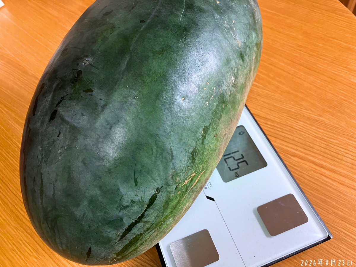 12.5kgの大玉スイカ 収穫した大玉スイカを体重計に載せて12.5kgと表示されている様子