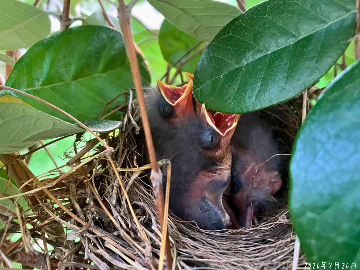 目が少し開いたように見えるスズメのヒナ フェイジョアの巣の中で口を開けるスズメのヒナの顔と体
