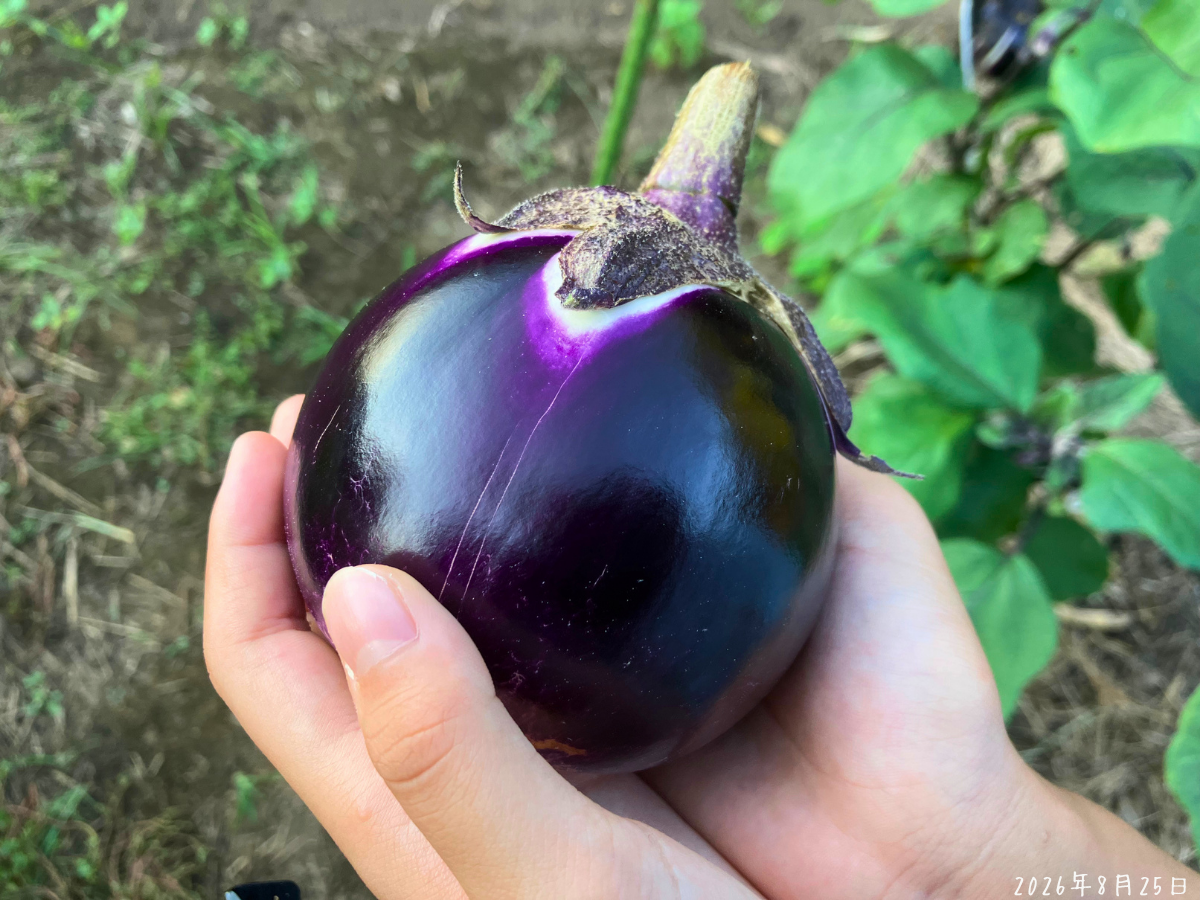 子どもの手に収まる丸いクリーミー揚げナスを地植え後に初収穫した状態