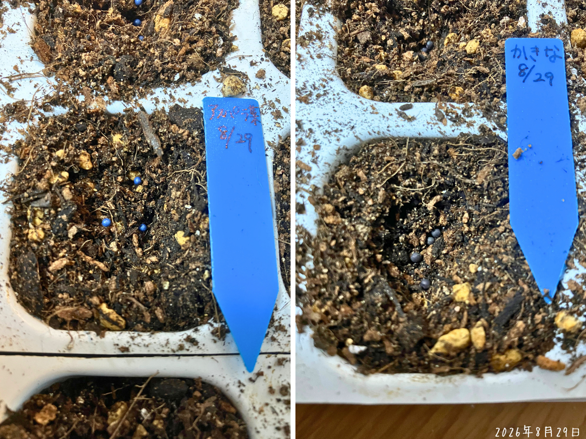 左の12穴にアスパラ菜、右の12穴にかき菜の種を3〜4粒ずつまいたセルトレイ