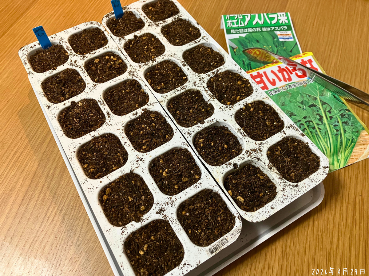 アスパラ菜とかき菜を12穴ずつまいて覆土したセルトレイ