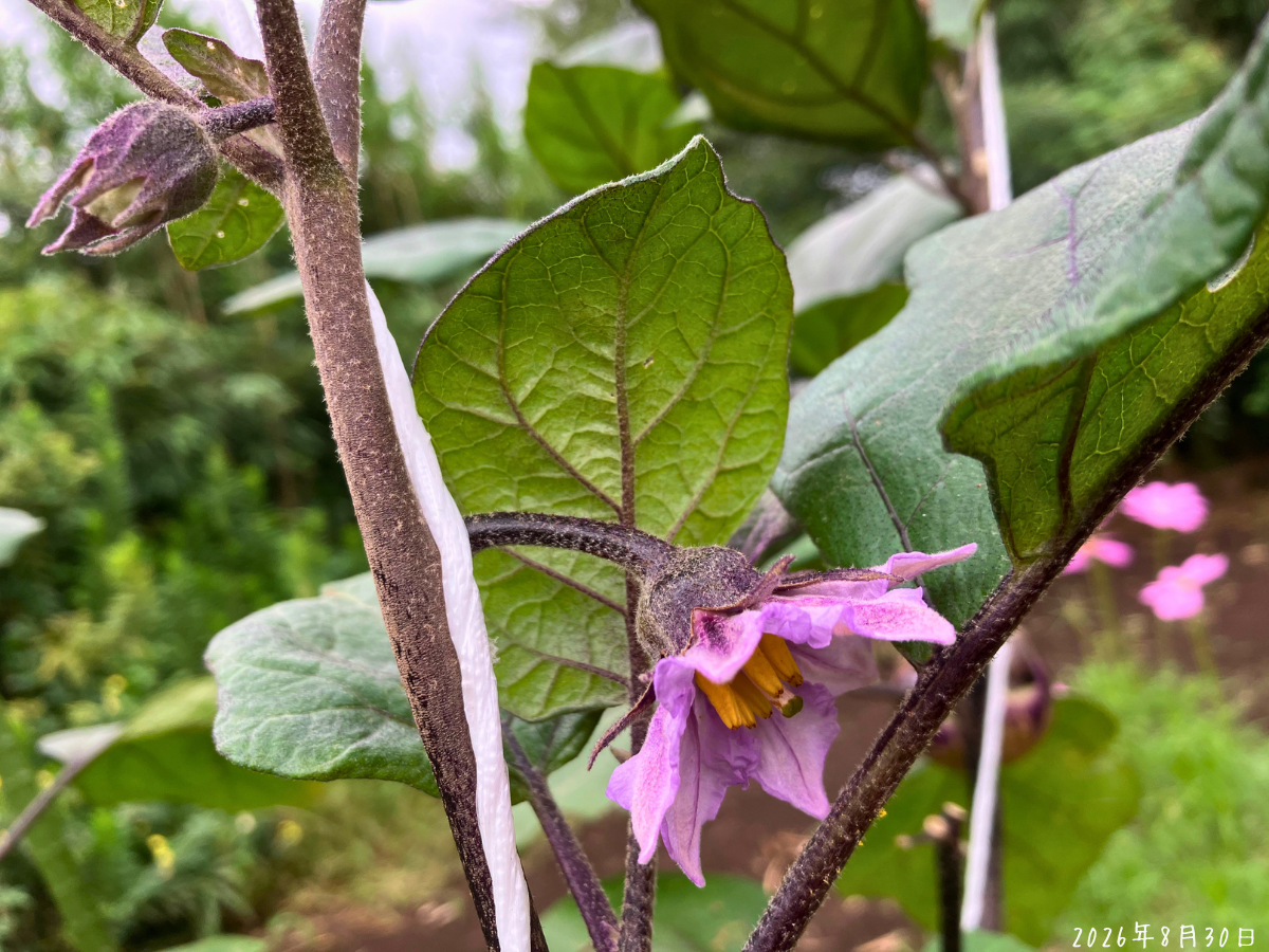 花が開いているクリーミー揚げナス クリーミー揚げナスの紫色の花が開き、周りのガクや茎に白っぽくかすれた部分がある