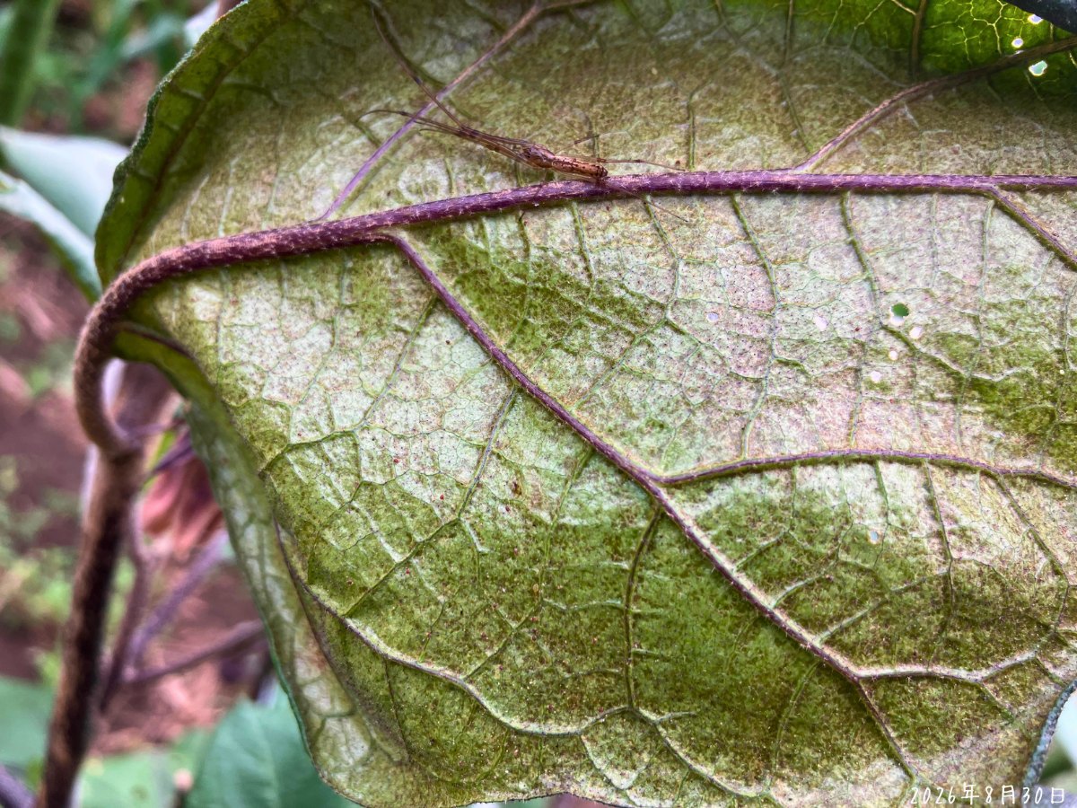薄茶色っぽくくすんだナスの葉裏 クリーミー揚げナスの葉裏に薄茶色っぽくくすんだ部分が広がっている