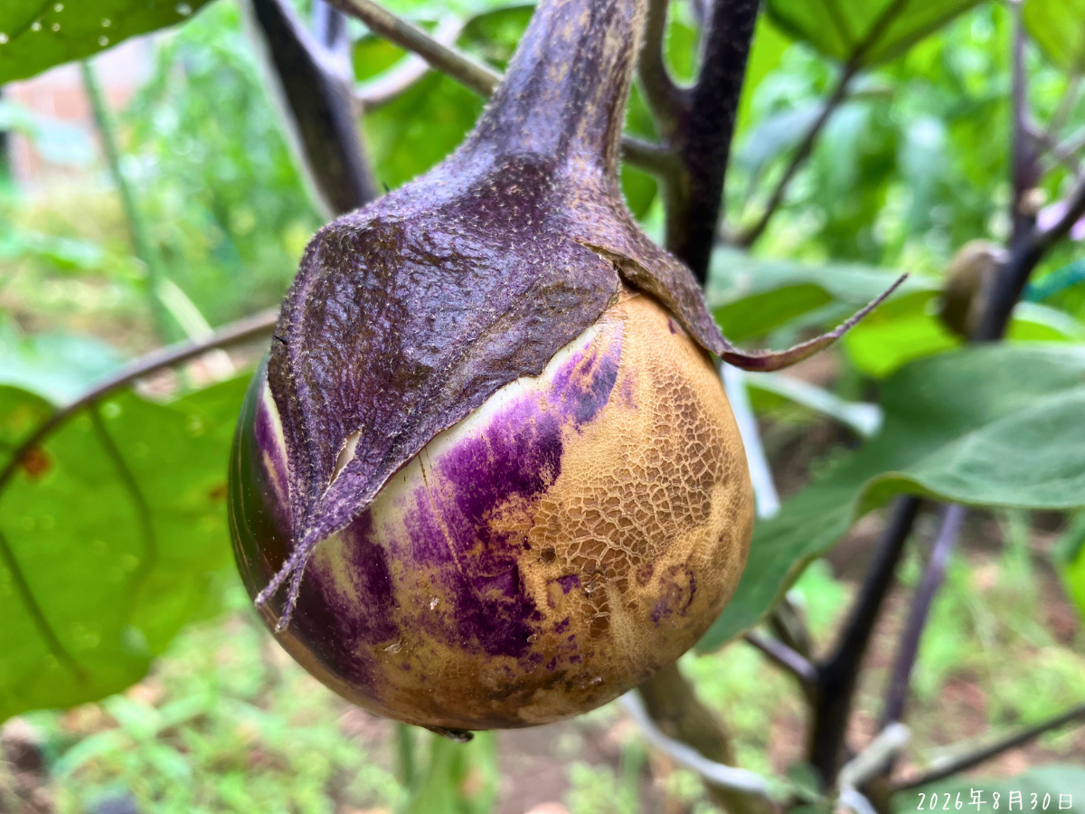 別のナスの実にも広がった茶色い部分 別のクリーミー揚げナスの実にも薄茶色のかさぶた状の部分が広く出ている