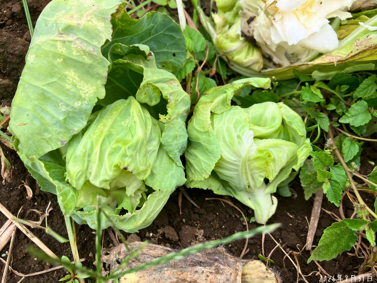 最後のキャベツの株の横から、小さいキャベツが2つ出ている様子