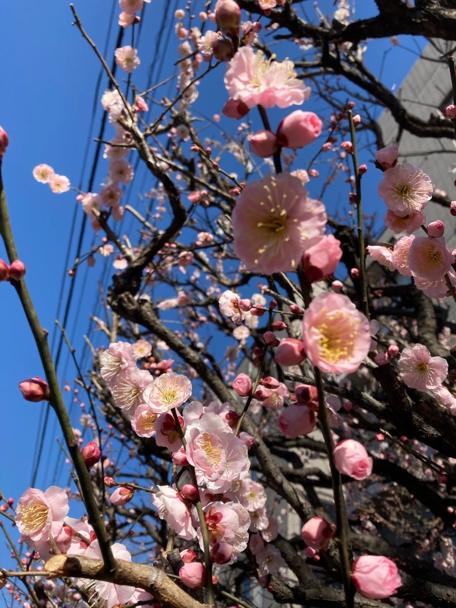 f:id:hidamari39:20210302174256j:plain