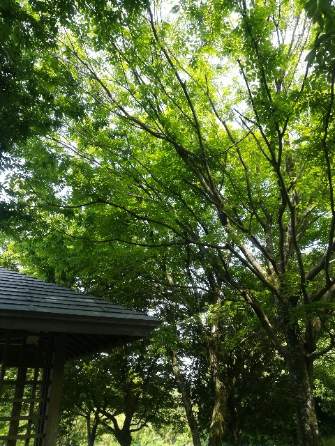f:id:hidamarirap:20170603104237j:image f:id:hidamarirap:20170603104237j:image
