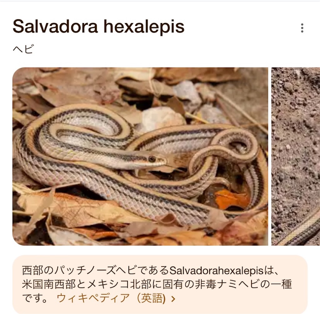 f:id:hide-n64:20240607151724j:image