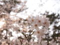 [風景][桜]