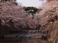 [風景][桜]