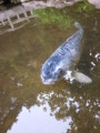 [魚]鯉