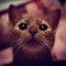 [猫]