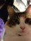 [猫]