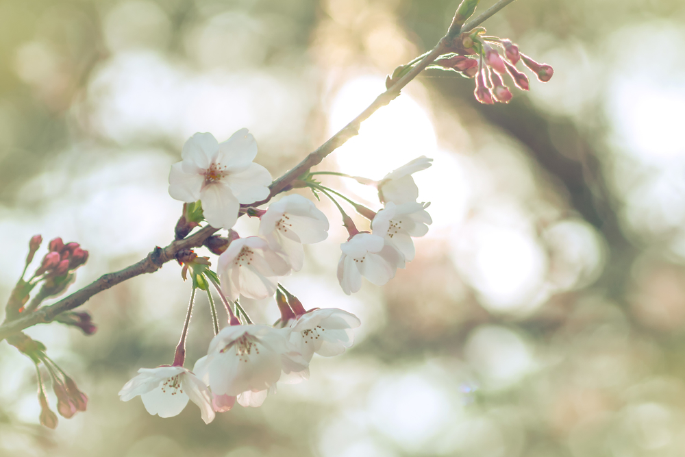 f:id:hide-psy:20190406004641j:image