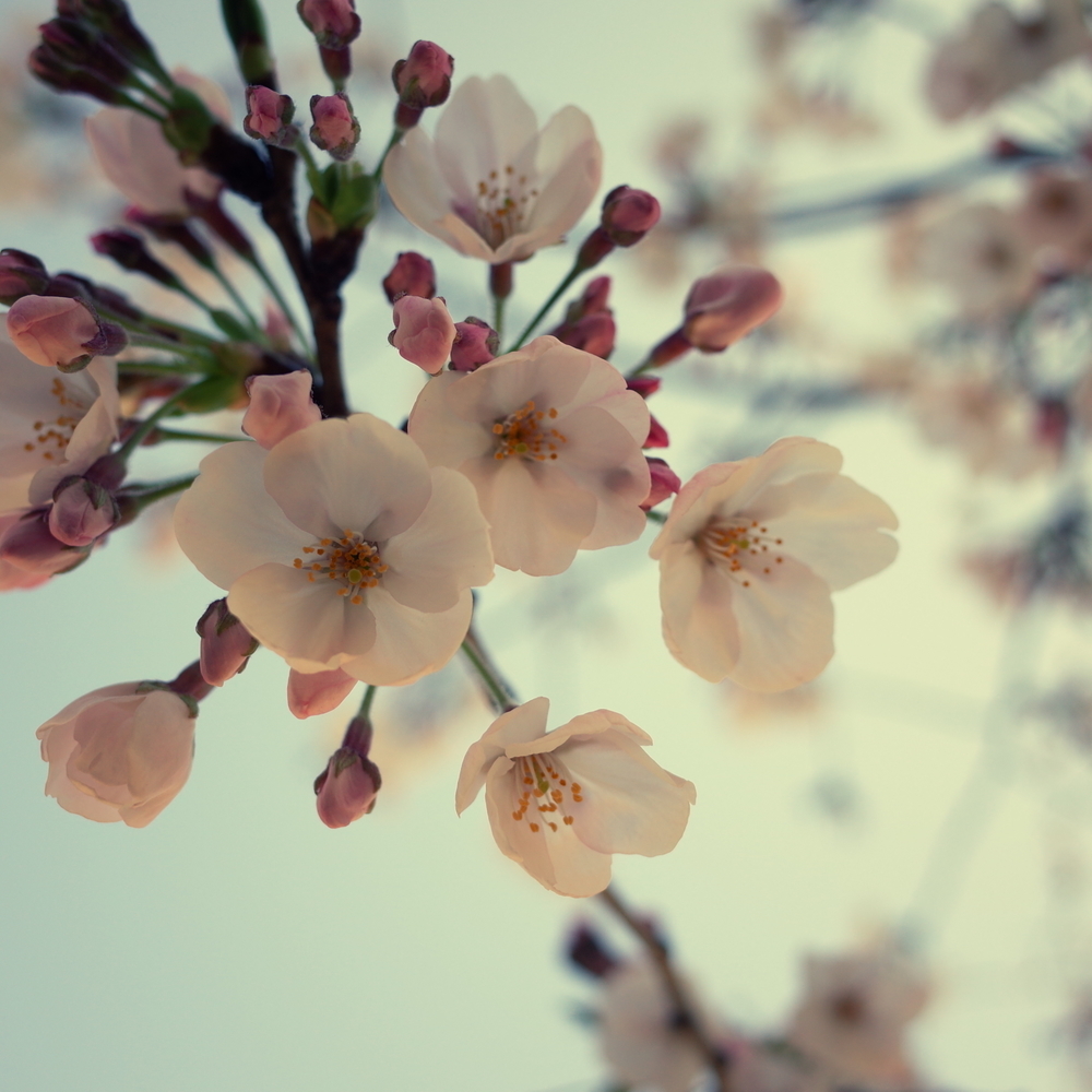 f:id:hide-psy:20190406004654j:image