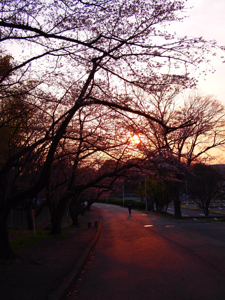 [風景][夕焼け]