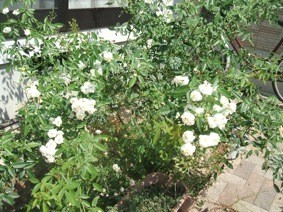 2011年9月14日-またまた，Snow Gooseが花をつけました