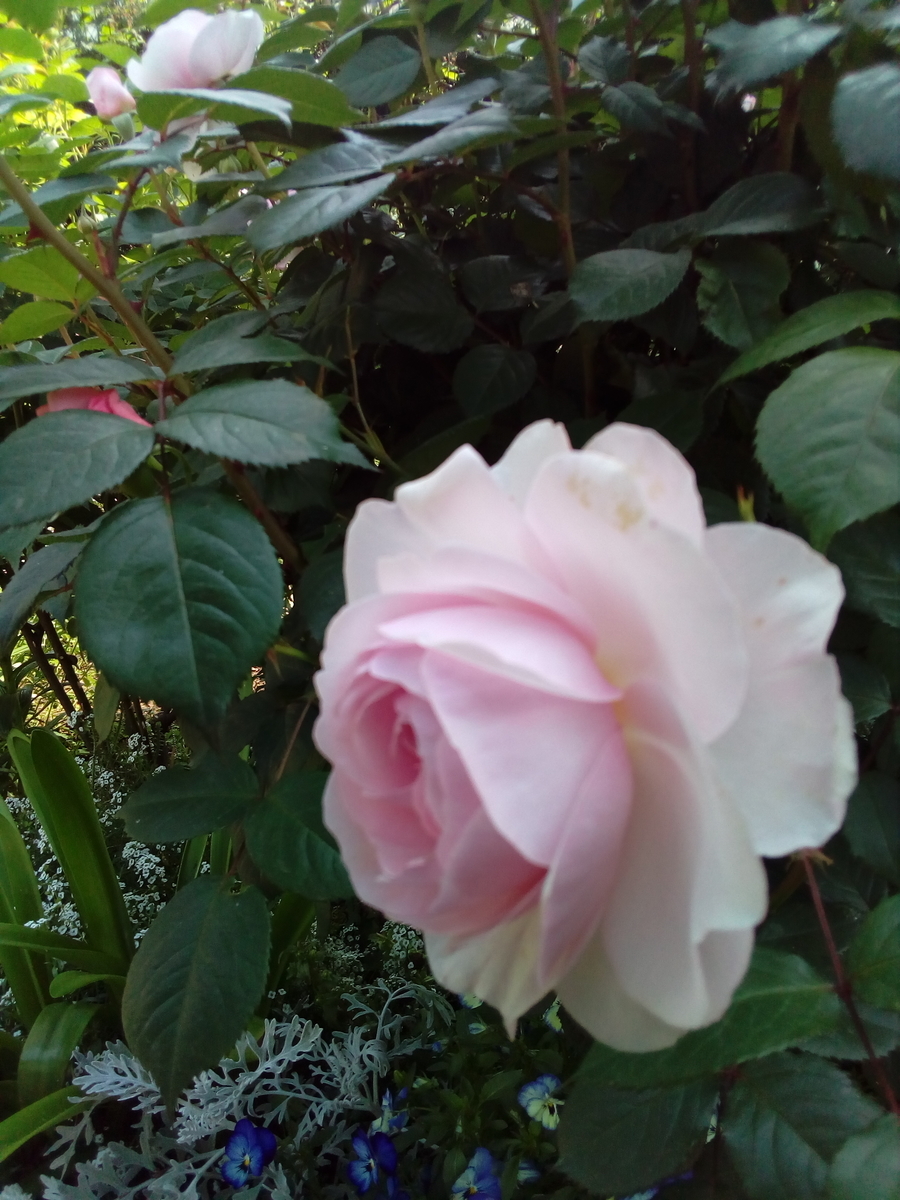 f:id:hide_kichi:20190704172651j:plain