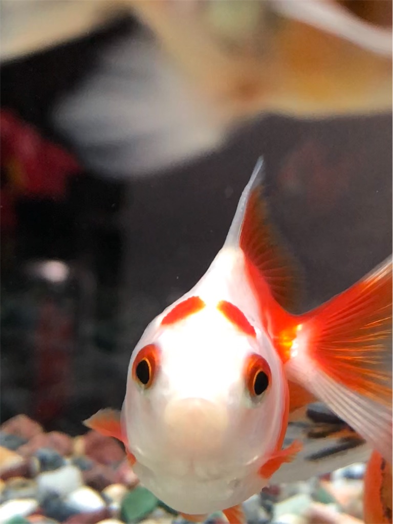 うちの看板金魚 金魚と息子とダメ親父