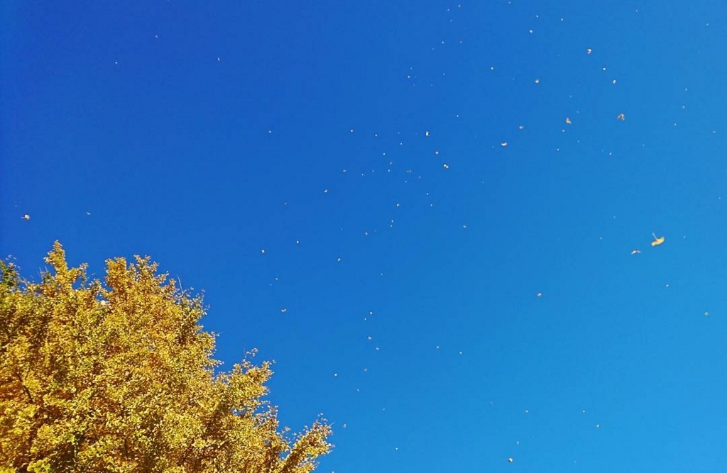 f:id:hideack:20171125110159j:plain