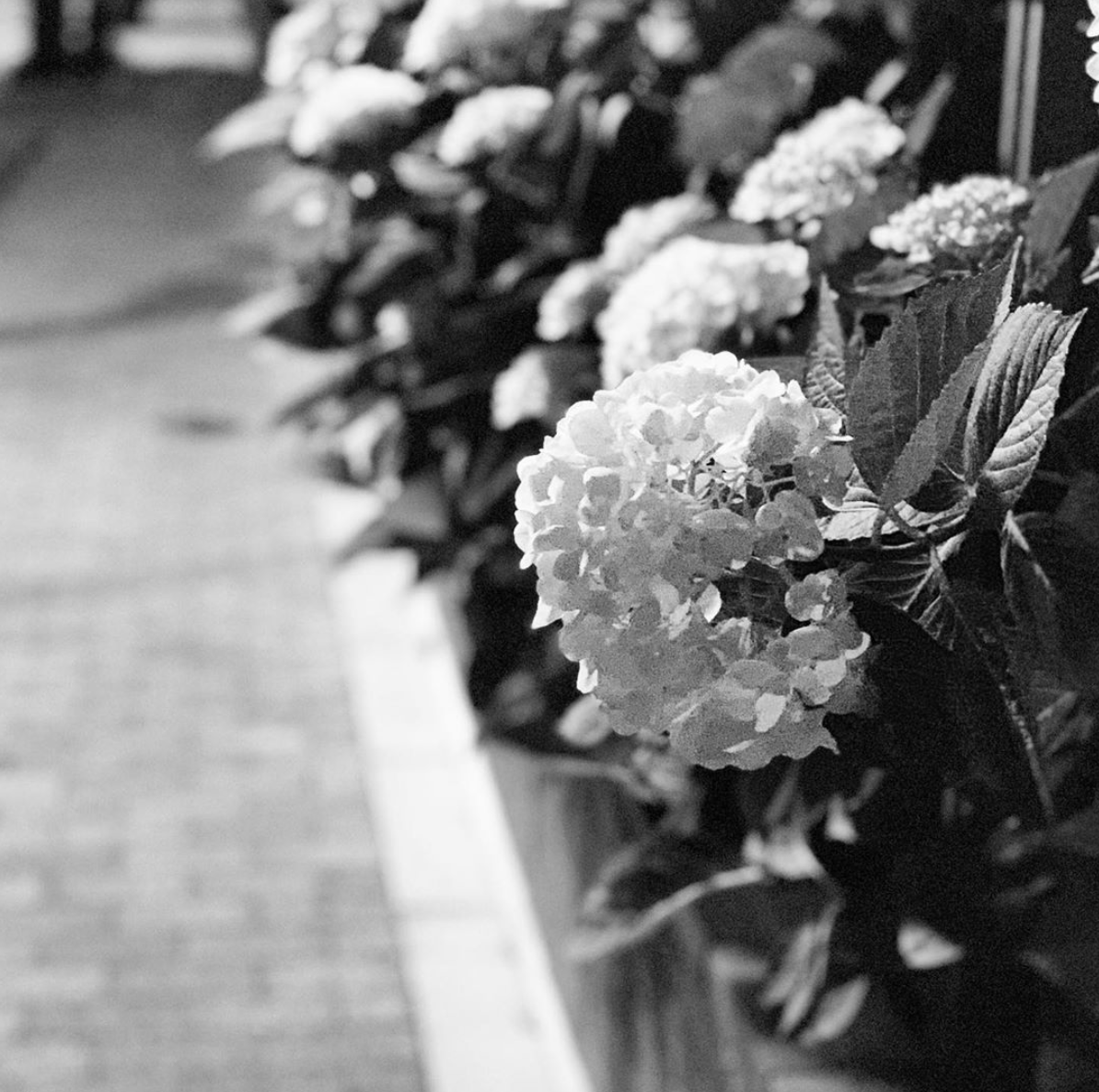 f:id:hideack:20190608090905p:plain 紫陽花の写真