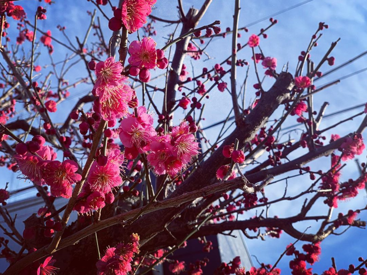 f:id:hideack:20200202211354p:image:w600