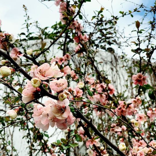 廃屋の側に咲いた梅の花