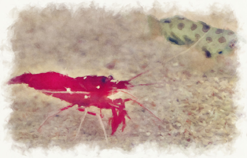 f:id:hideakii:20180707085502j:plain