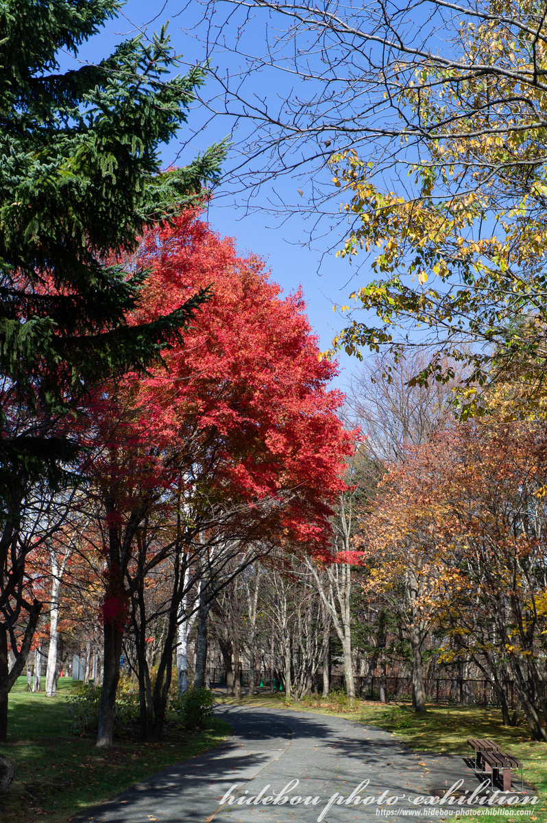 f:id:hidebou-mk:20191103180622j:plain f:id:hidebou-mk:20191103180622j:plain