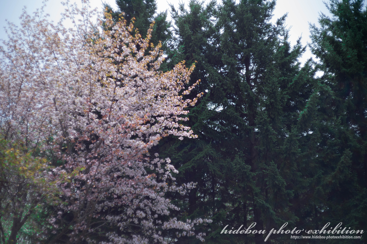 f:id:hidebou-mk:20210515214044j:plain