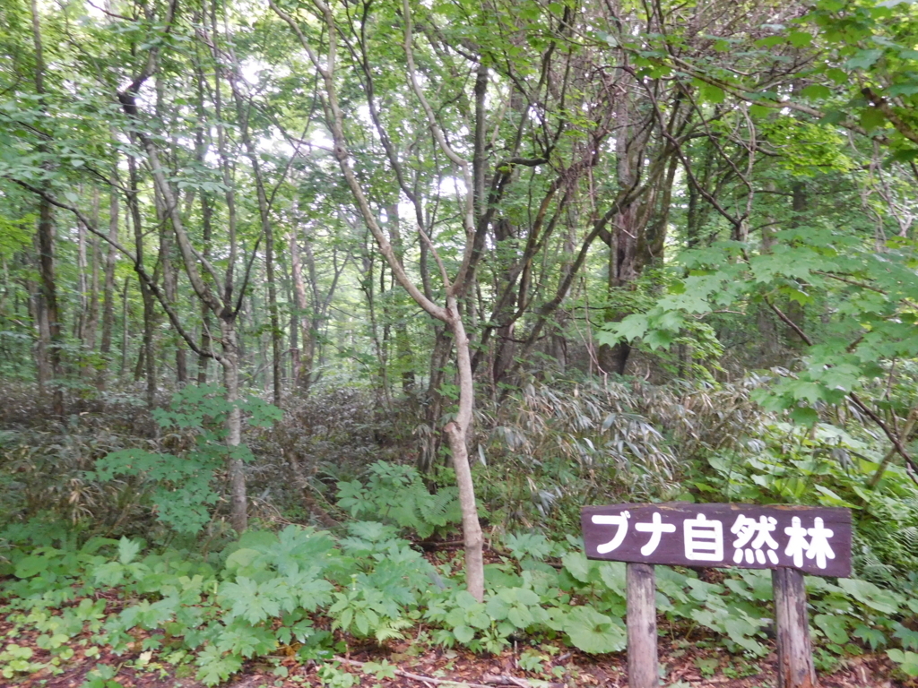 f:id:hidechan3659:20180607081402j:plain f:id:hidechan3659:20180607081402j:plain