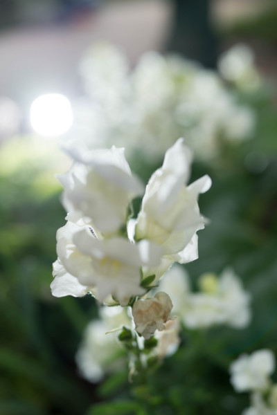 f:id:hidecr:20170804062731j:image