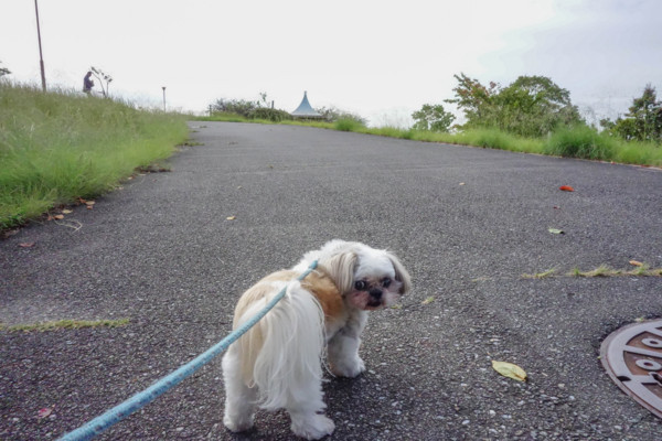 f:id:hidecr:20171229073850j:image