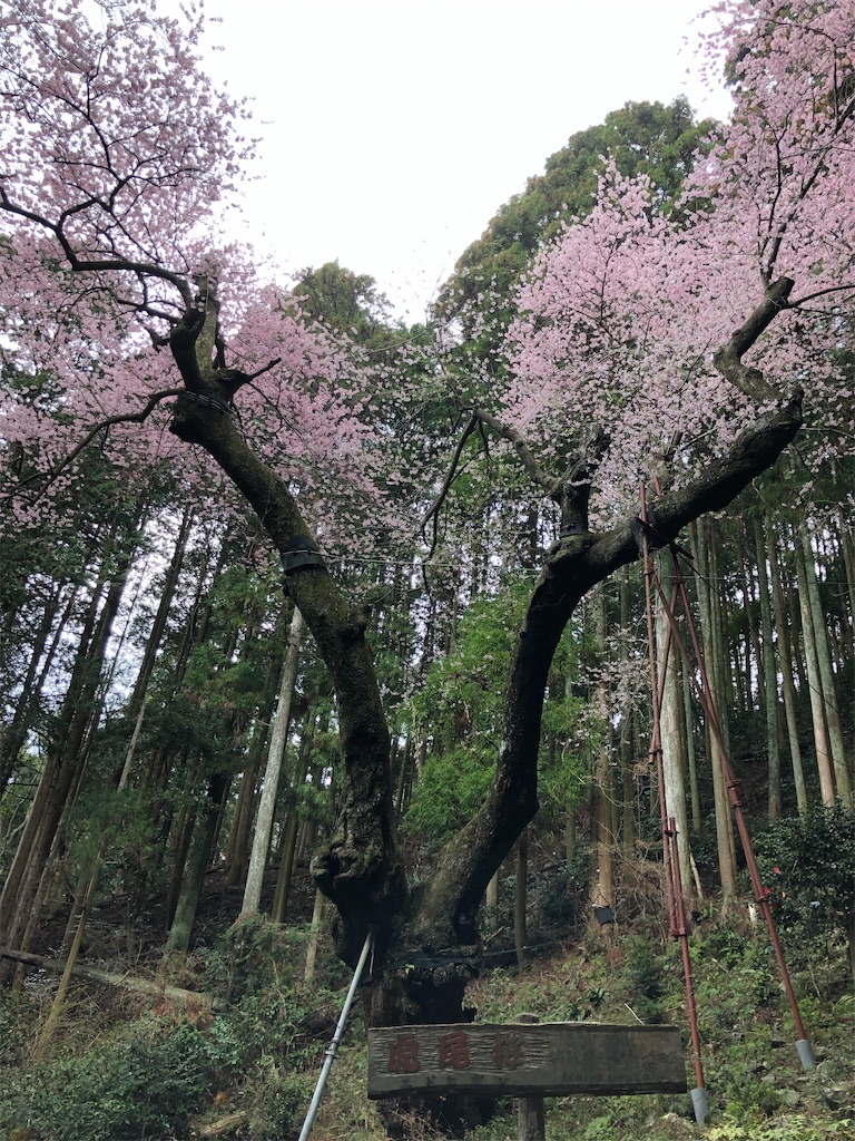 f:id:hidehiker:20210322145059j:image