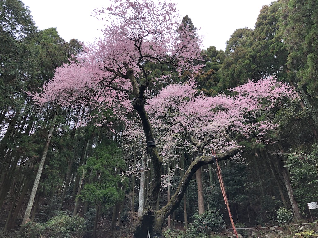 f:id:hidehiker:20210322145103j:image