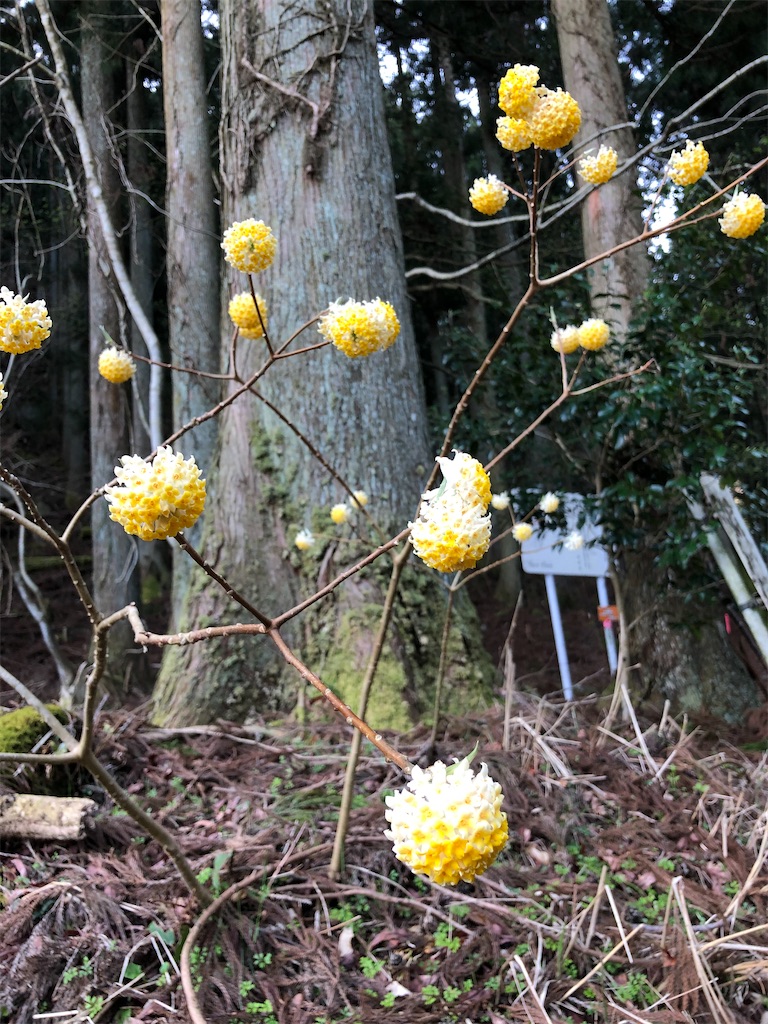 f:id:hidehiker:20210329180506j:image